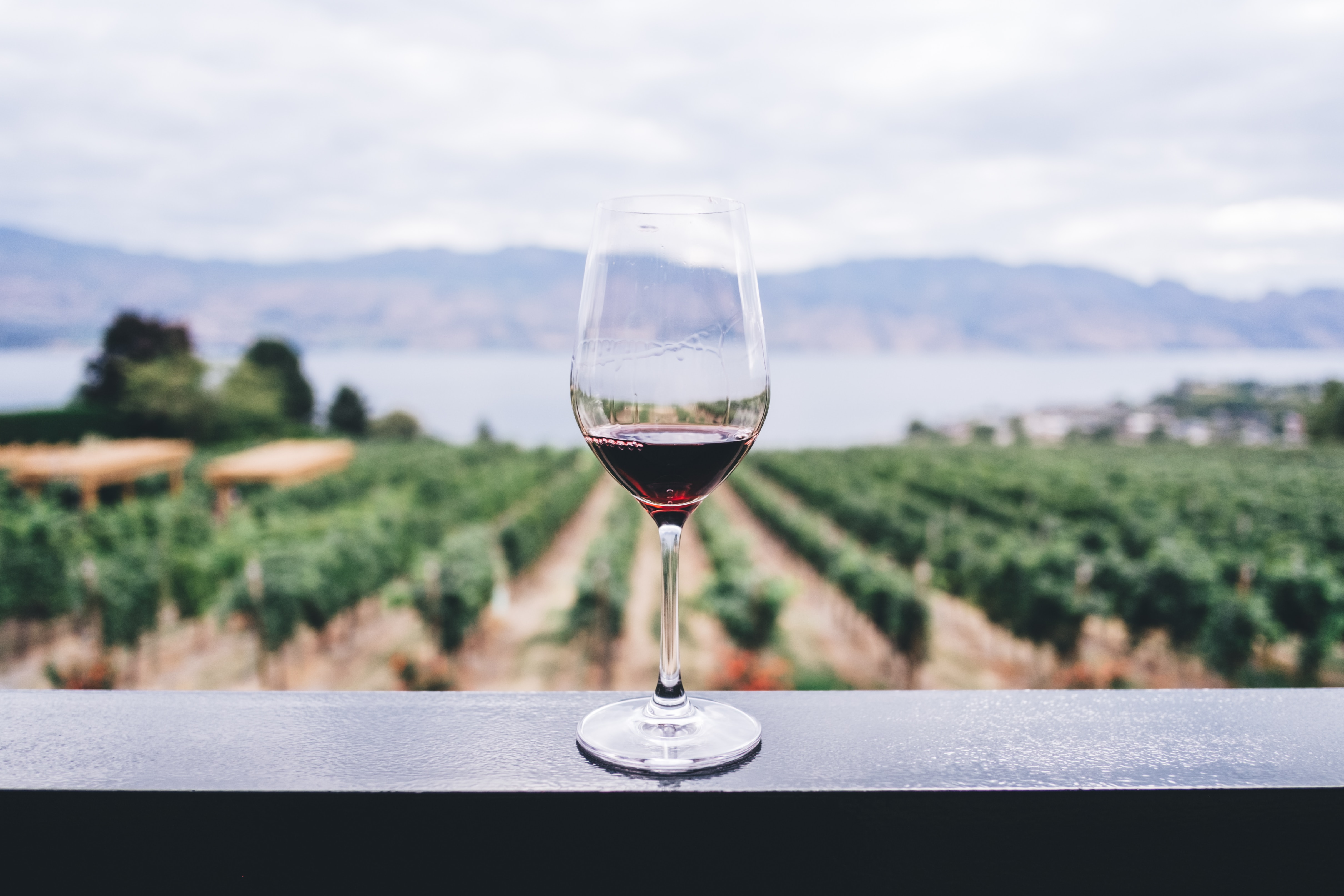 Wine glass in front of a vineyard