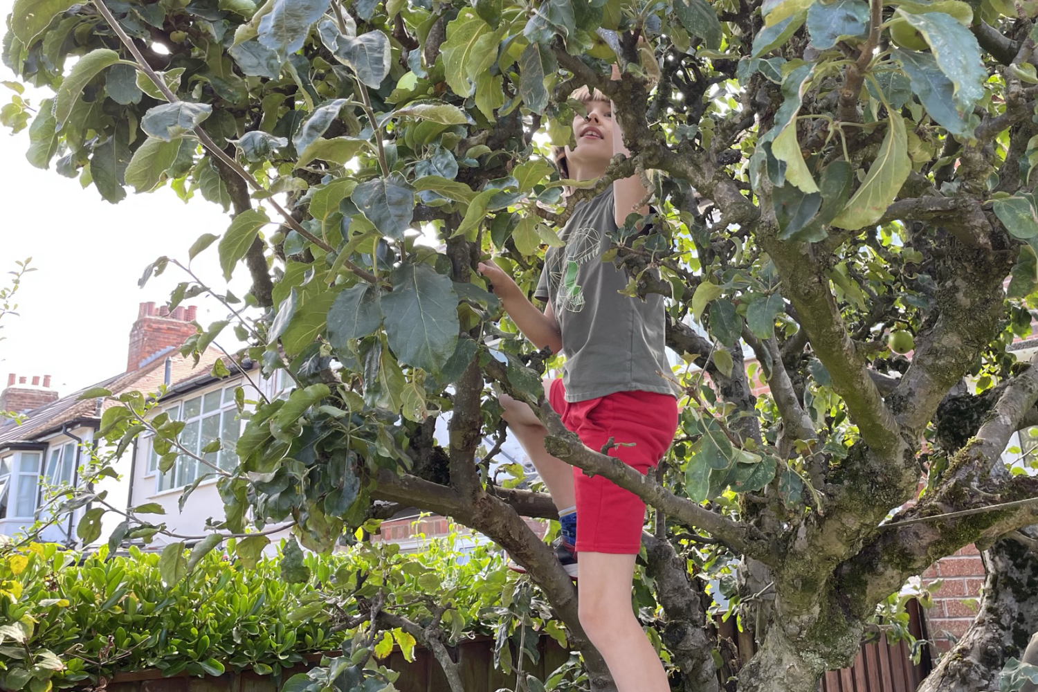 Toby picking apples in the tree in my mum's garden